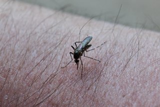 Рязанские медики успешно вылечили пациентку с лихорадкой Денге
