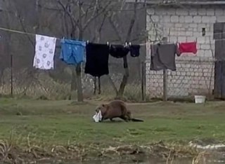 Необычная история: бобр похитил нижнее белье в Польше
