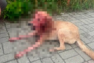 Жестокая расправа: собака привязана к рельсам в Рязани